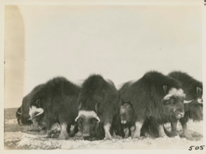 Image: Musk oxen